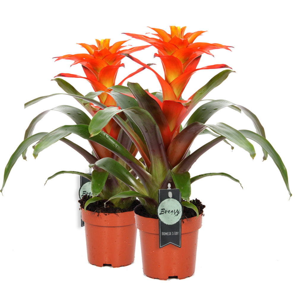 Bromelia Guzmania Fiero Oranje Double | Breasy