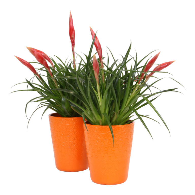 Breasy Bromelia Vriesea Astrid