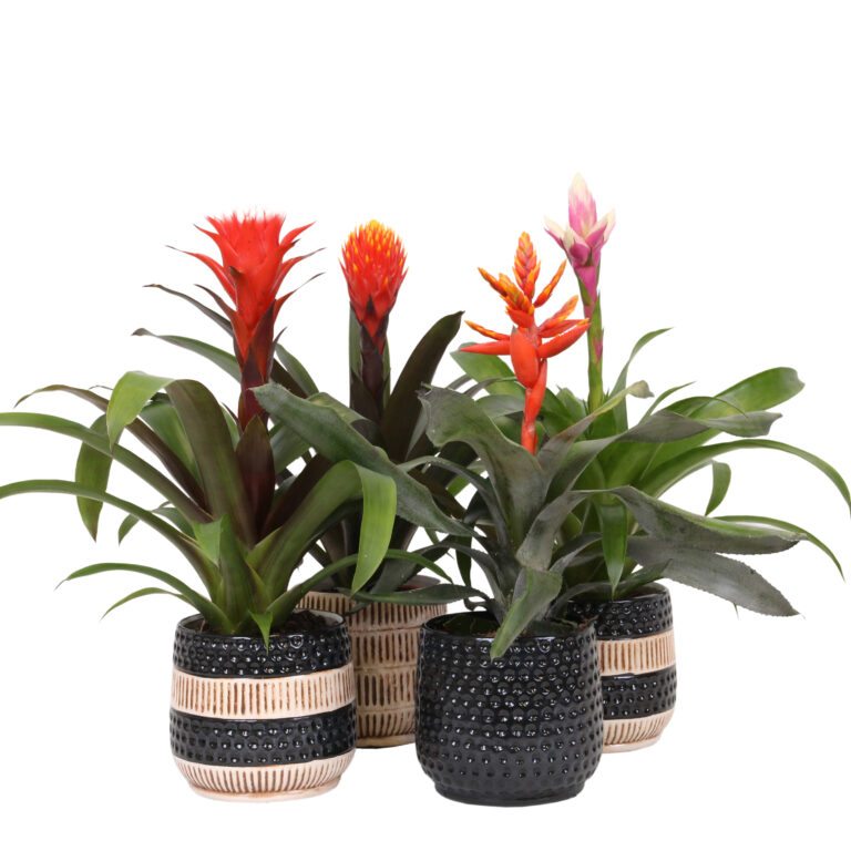 Breasy Bromelia Royal Mix