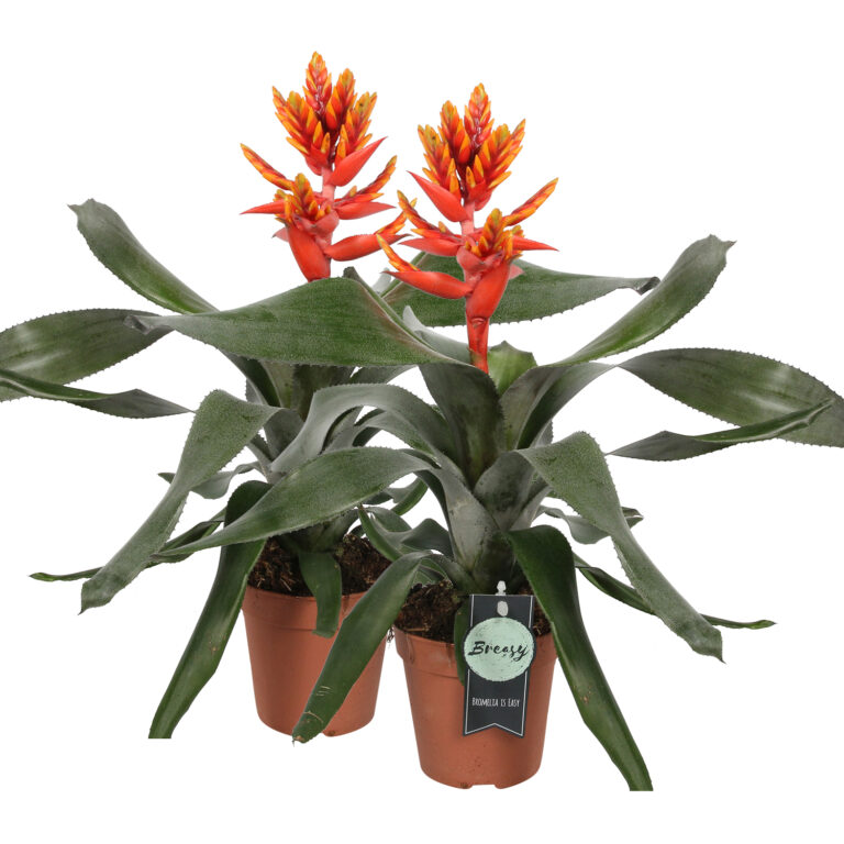 Breasy Bromelia Aechmea Pepita Elegant Flames