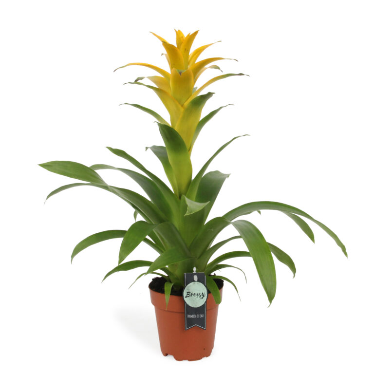 Breasy Bromelia Guzmania Deseo Yellow