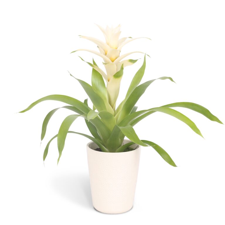 Breasy Bromelia Guzmania Deseo White